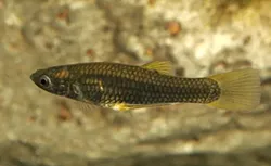 Endangered Fish Now Swimming in Agua Caliente Park's Restored Pond