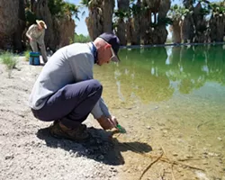 Endangered Fish Now Swimming in Agua Caliente Park's Restored Pond