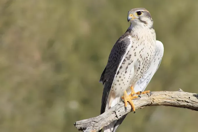 Arizona-Sonora Desert Museum Reopens with COVID-19 Safety Precautions