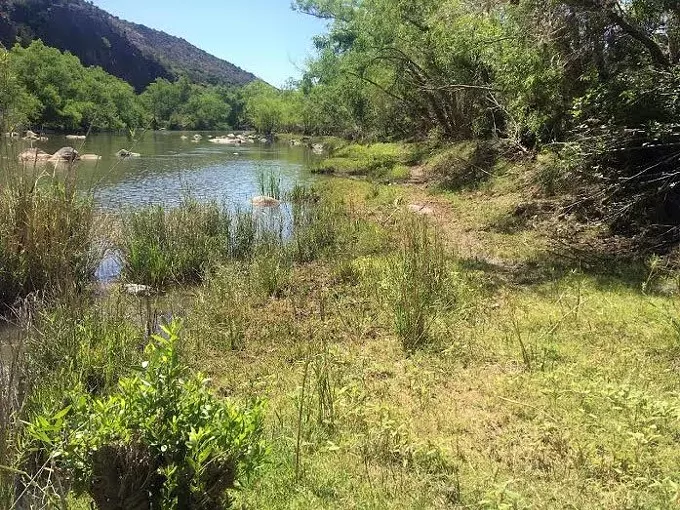 Cattle damage to Arizona’s Verde River spurs legal action