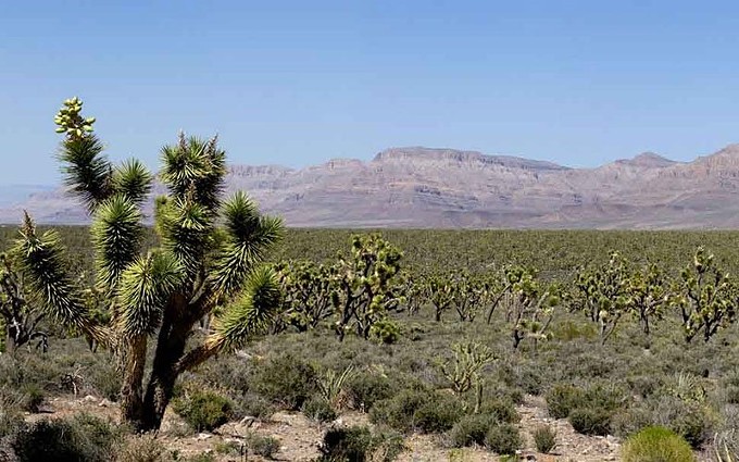 Proposal to protect Joshua trees from climate change proves divisive