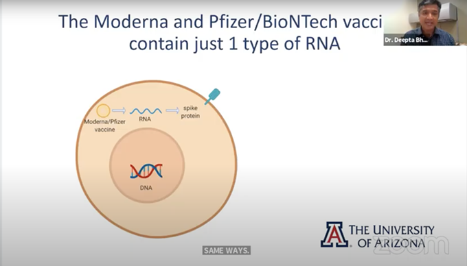 University of Arizona Associate Professor of Immunology Deepta Bhattacharya explains how the new Pfizer and Moderna COVID-19 vaccines work. - DEEPTA BHATTACHARYA AT A VIRTUAL PRESS CONFERENCE ON DEC. 7.