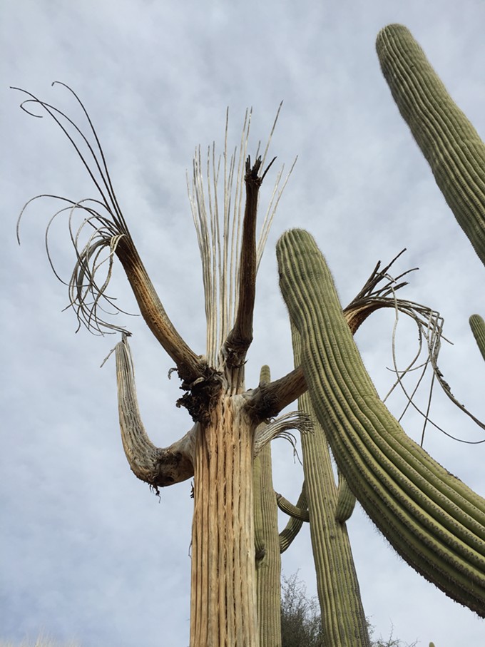 The Daily Saguaro: Tuesday 3/23/21