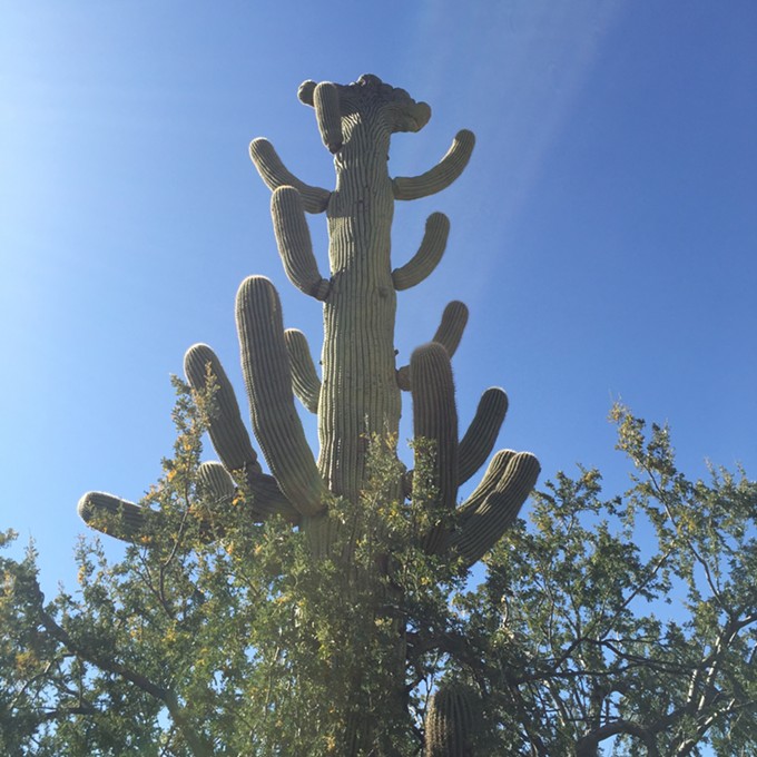 The Daily Saguaro, Wednesday 5/5/21