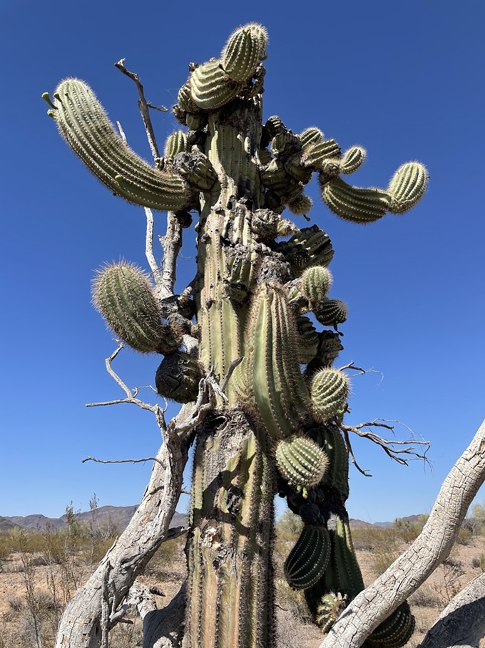 The Daily Saguaro, Friday, 5/28/21