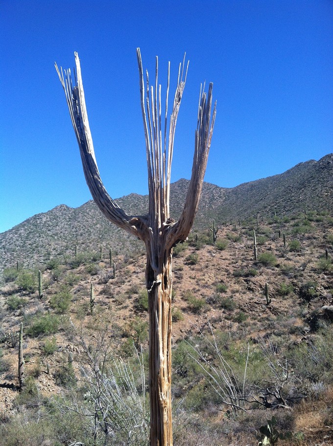 The Daily Saguaro, Wednesday, 7/7/21