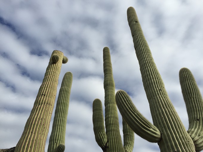 The Daily Saguaro, Monday 7/12/21