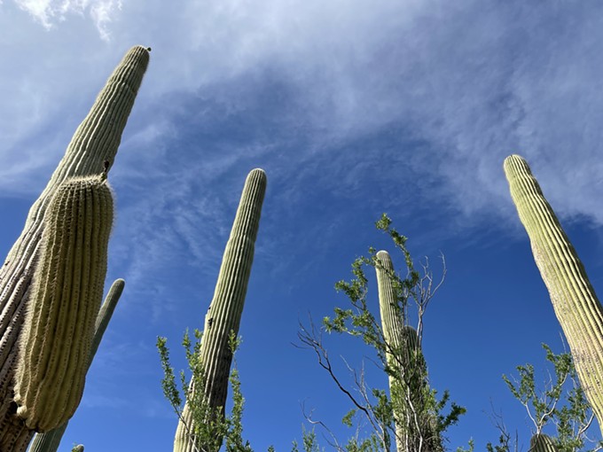 The Daily Saguaro, Friday 8/6/21
