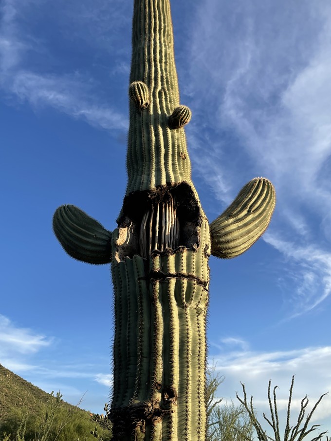 The Daily Saguaro, Sunday 8/15/21