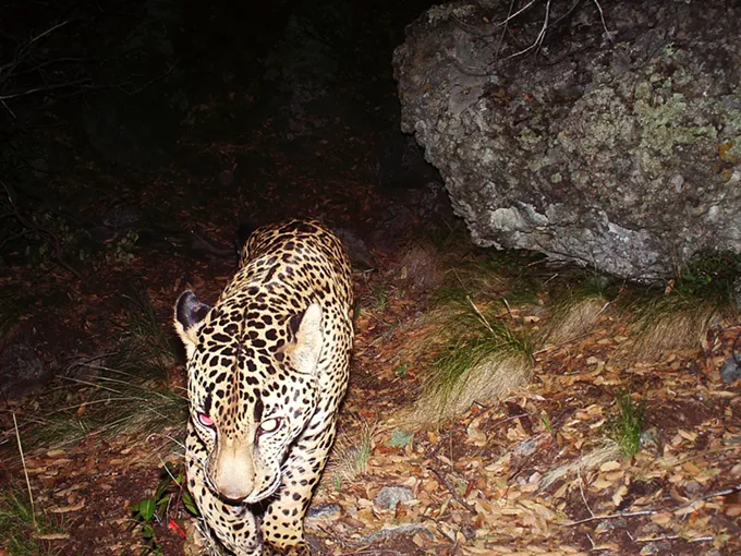 An endangered jaguar captured by a remote camera in southeastern Arizona. - CONSERVATION CATALYST AND CENTER FOR BIOLOGICAL DIVERSITY