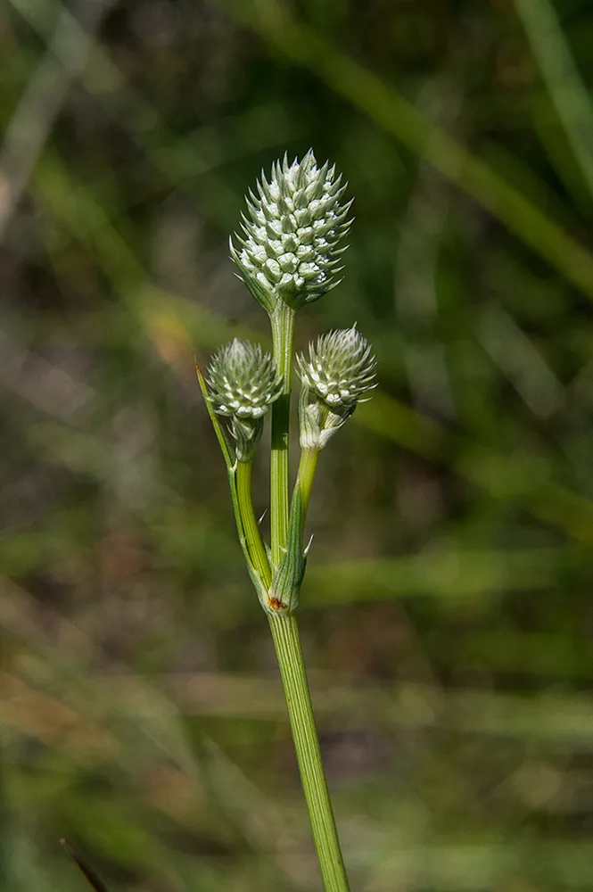 The endangered Arizona eryngo, which flourishes in cienegas, or wetlands, can grow to 5 feet tall and live up to 10 years. - PHOTO BY ROBIN SILVER/CENTER FOR BIOLOGICAL DIVERSITY