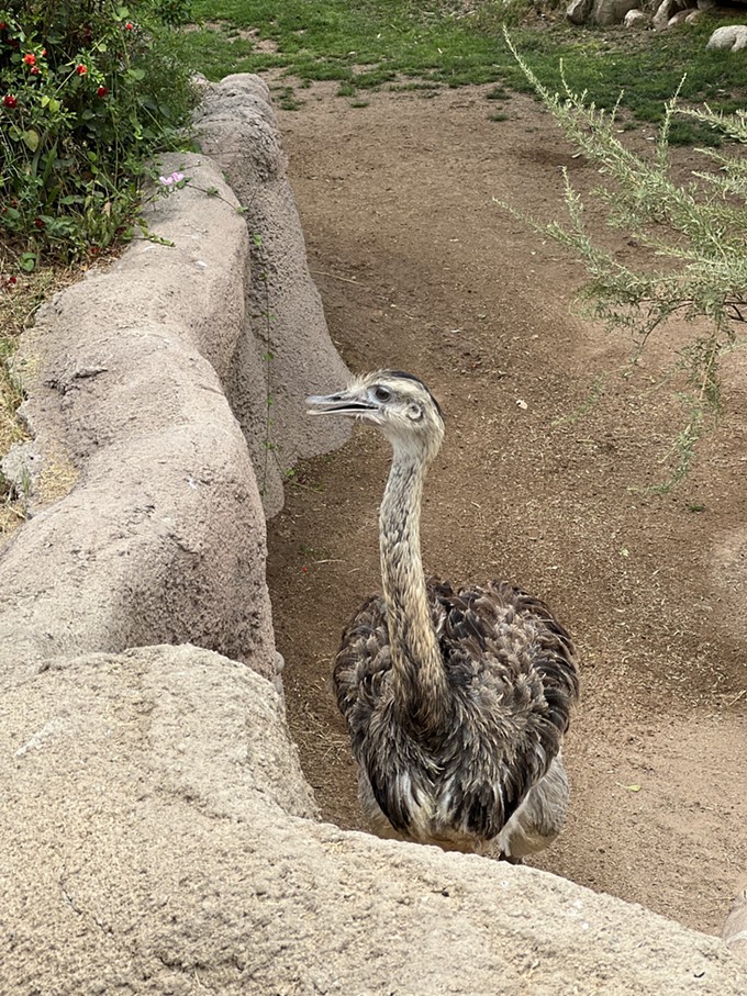 The Reid Park’s rheas will be front and center at the next Summer Safari Night, focusing on South America. - (JIM NINTZEL)