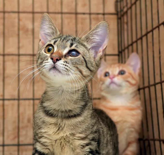 Pima County’s pet shelter remains overcrowded