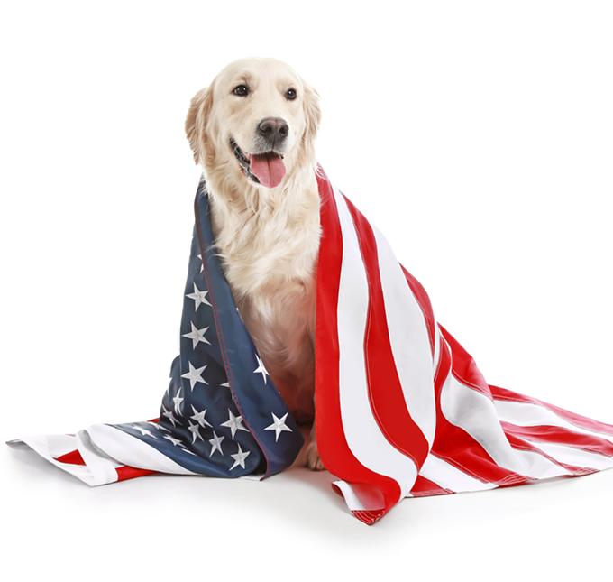 Pima Animal Care Center offers tips for prepare for Fourth of July