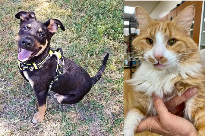 Pet adoption is not advised for the holiday season