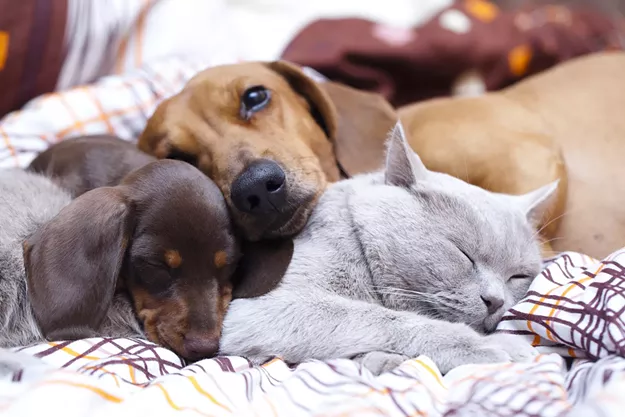 There's One Really Good Way to Celebrate National Adopt a Shelter Pet Day