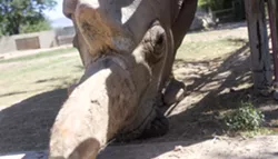 Yebonga may be an old rhino but she can still hit 35 MPH if she feels like running - LOGAN BURTCH-BUUS