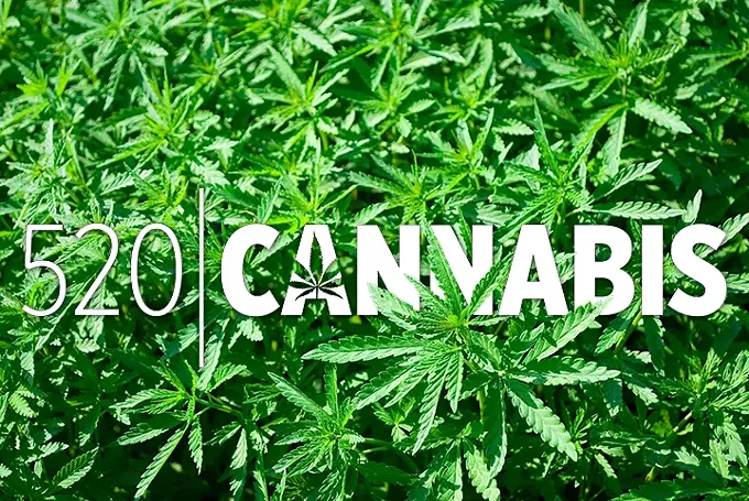 mmj_title_520cannabis.jpg