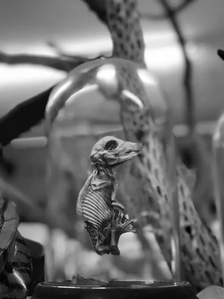 A vampire bat skeleton. - BRIAN SMITH