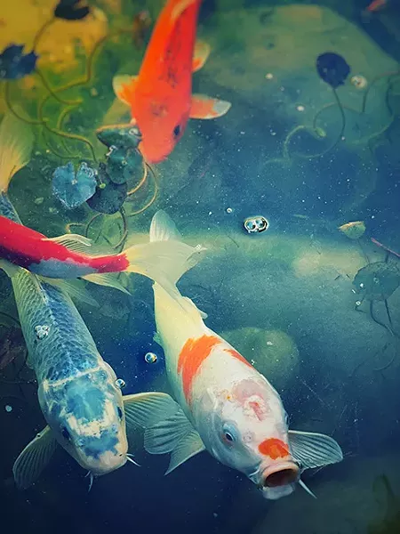 Koi at Yume Japanese Gardens - BRIAN SMITH