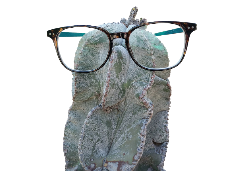 plant_geek_festival.png