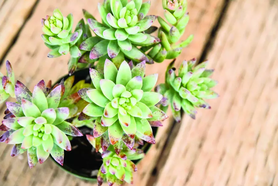 tohono_chul_fall_plant_sale.jpg
