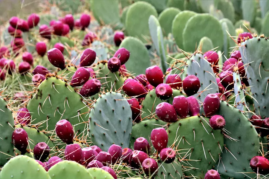 sonoran_harvest.jpg