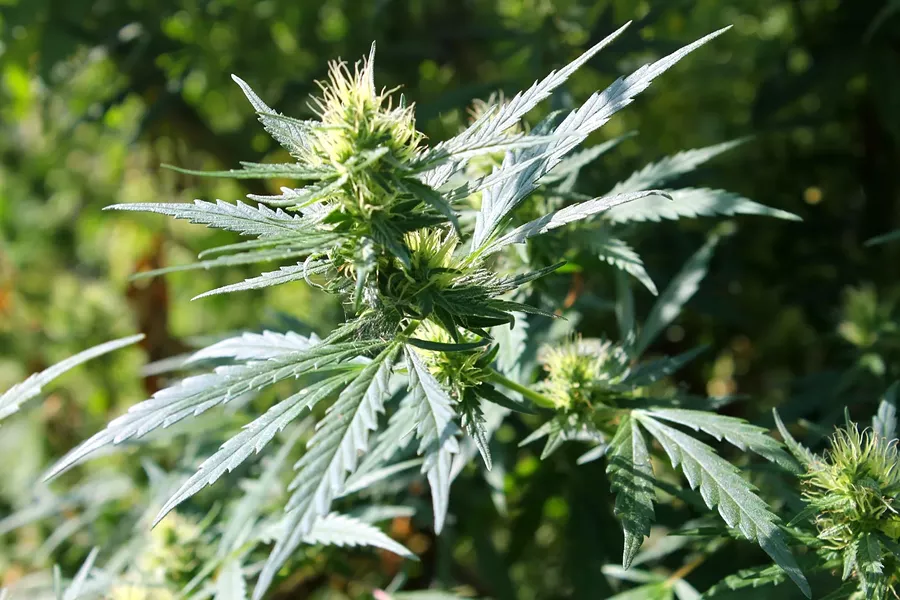 bigstock-cannabis-72119146.jpg