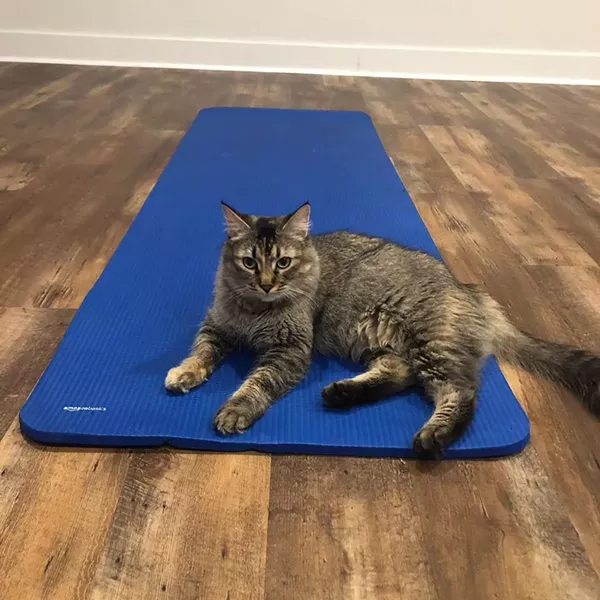 cat_meditation.jpg