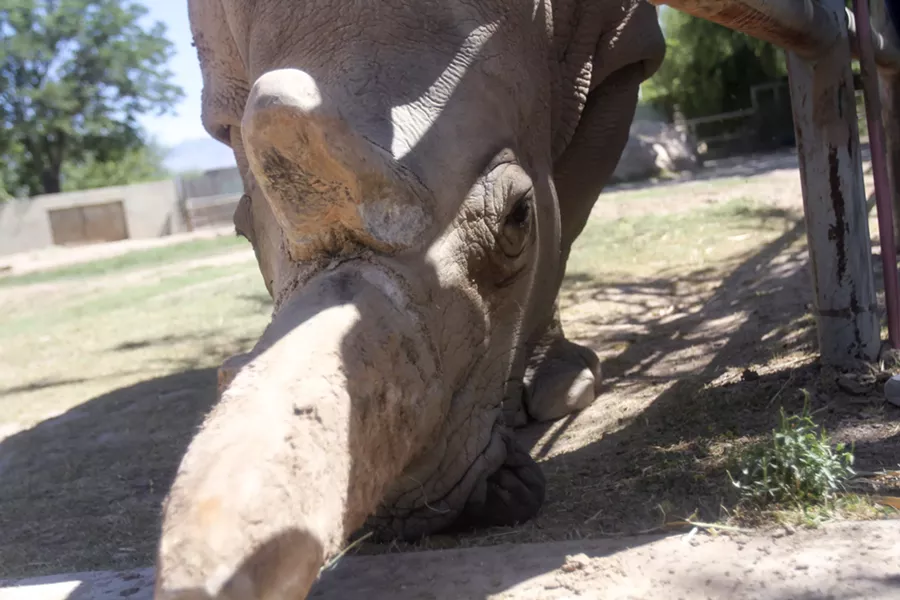 Yebonga may be an old rhino but she can still hit 35 MPH if she feels like running - LOGAN BURTCH-BUUS