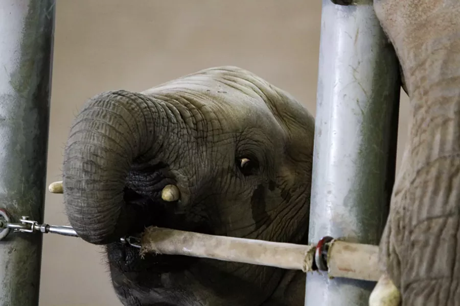Baby elephant Nandi continues to be a zoo favorite - LOGAN BURTCH-BUUS