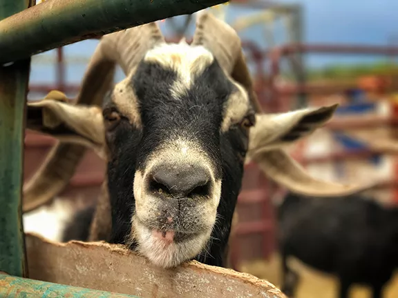 Druid the Alpine goat. - BRIAN SMITH