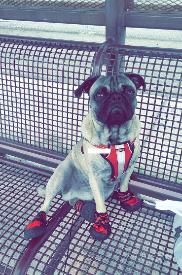 Biggz the pug in his new booties. - COURTESY OF CLARISSA ALEMAN