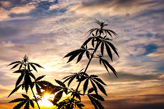 bigstock-silhouette-of-cannabis-on-a-bl-192283885.jpg