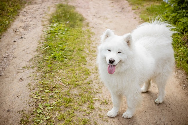 The Stantons kept seven Samoyeds at their home