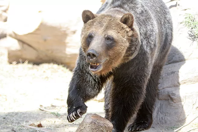 Learn about animals at Reid Park Zoo’s Summer Safari Nights. - LOGAN BURTCH-BUUS