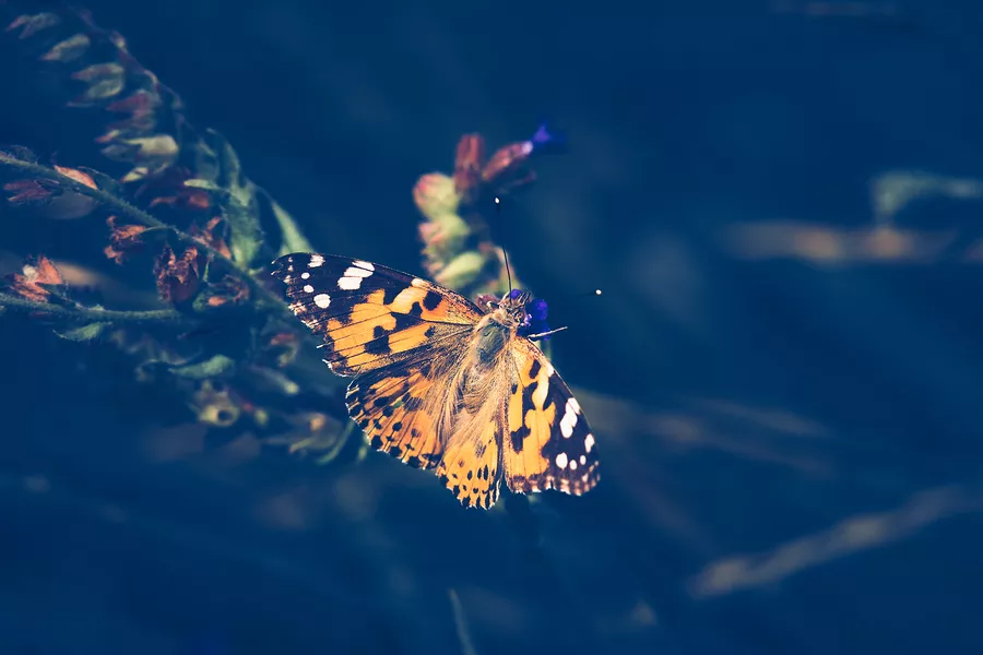 bigstock-nature-background-butterfly-b-309080482.jpg