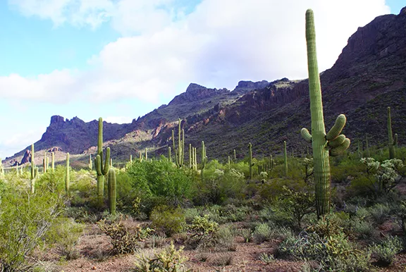 The Saguaro Cactus - A Natural History