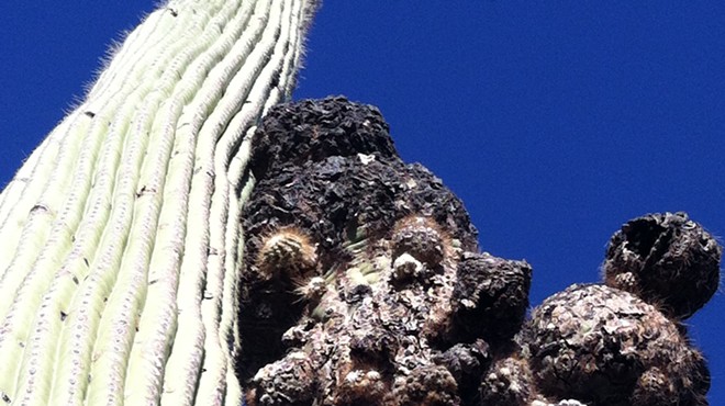 The Daily Saguaro, Friday 4/30/21