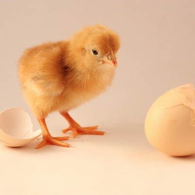 A Look At Poverty and Education, Chickens and Eggs