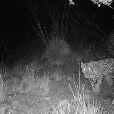 Potential jaguar habitat at U.S.-Mexico border identified by University of Arizona researchers
