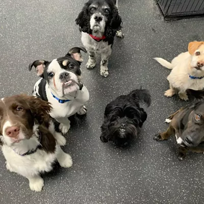 Best of Pets 2021: For the love of pets