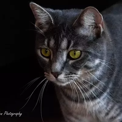 Best of Pets 2021: Telepathic Con-fur-sation: Animal Communicators Are you there, dog? It&rsquo;s me, Margaret.