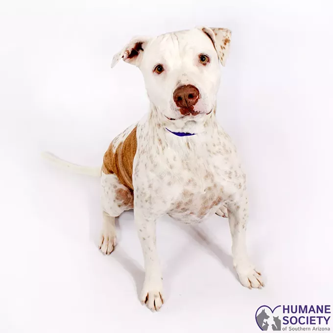 Adoptable Pets: Chloe Needs a Home