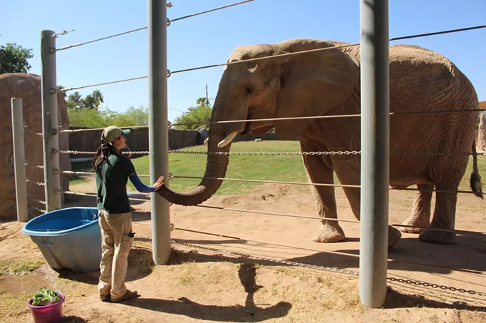 Shore Thing: Reid Park Zoo Throws a 'Beach Party' for Summer Safari Nights | Currents Feature - Vimarsana News