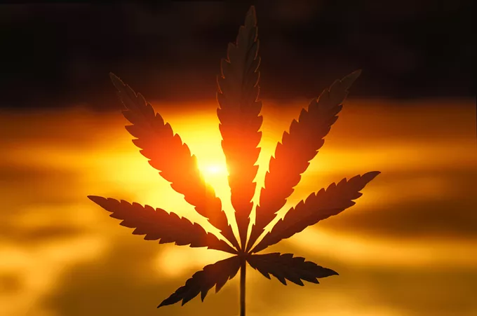Up in Smoke: The many efforts to decriminalize cannabis in Washington seem to be going nowhere - Vimarsana News
