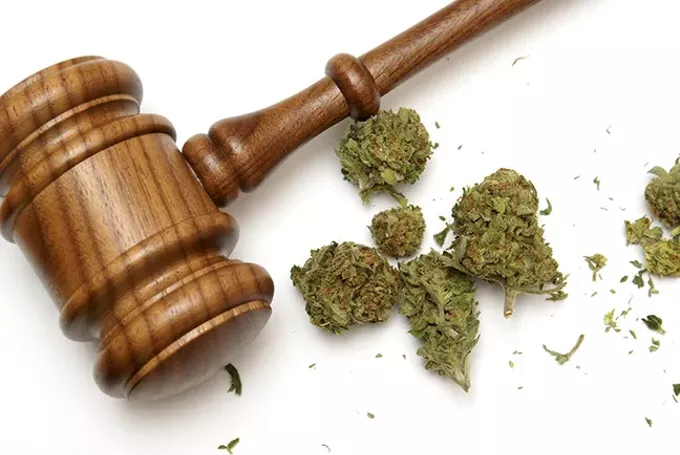 Strike Force: Final cannabis bill of the season is a doozy - Vimarsana News