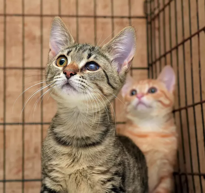 Pima County's pet shelter remains overcrowded | Currents Feature - Vimarsana News