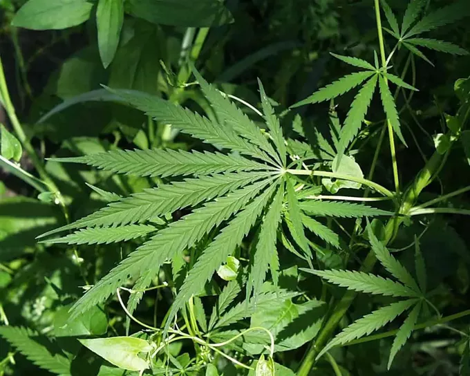 In love with the budtender - Vimarsana News