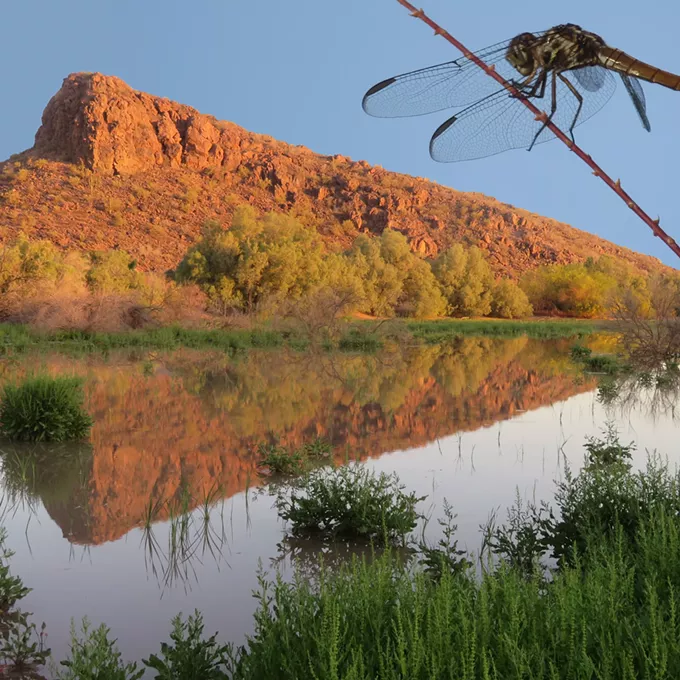 Dragonflies of El Rio Preserve - Vimarsana News
